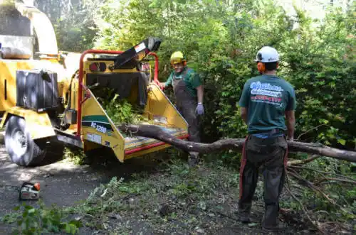 tree services Carter Lake